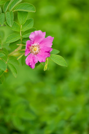 Flower of wild rose hips on nature backgroundの写真素材