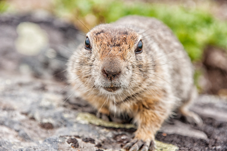 Kamchatka curious gopher (Spermophilus parryi)  - Kamchatka, Russiaの写真素材
