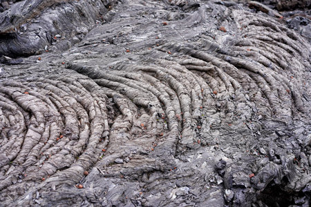 Smooth, undulating surface of black frozen lava. Frozen lava wrinkled in tapestry-like folds and...