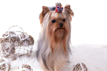 Yorkshire Terrier with a bow and Christmas balls lies on a white background.の写真素材