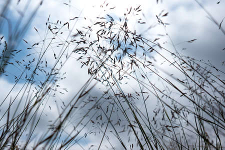 Grass background against cloudy sky.の写真素材