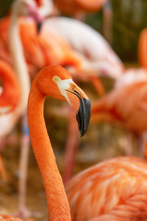 Flamingo Head and Neck Detail with Blurred Flamingos Flock on Background.
