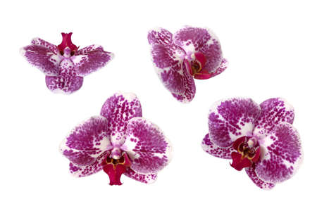 Four bright orchid flowers on a white background.の写真素材