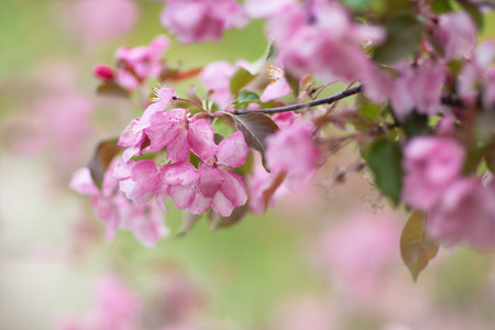 Pink apple blossom in blur. Branch with flowers against a background of apple trees in spring...