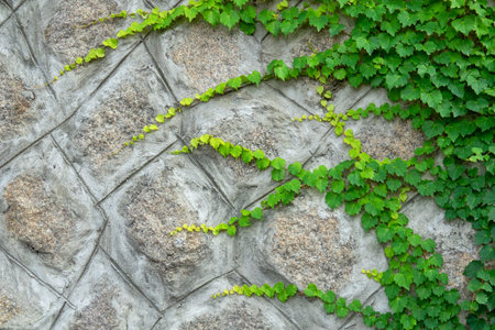 Stone wall with liana. Green leaves of creepers on the background of the wall.