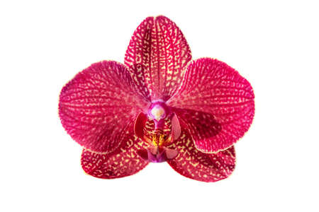 Red orchid with bright stripes isolated on white background.の写真素材