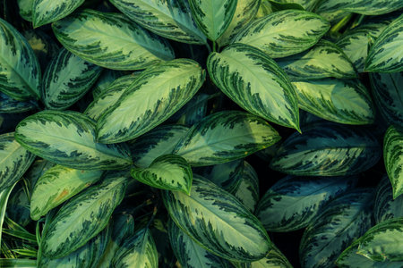Creative tropical green leaves layout. Nature spring concept. Flat lay.の写真素材