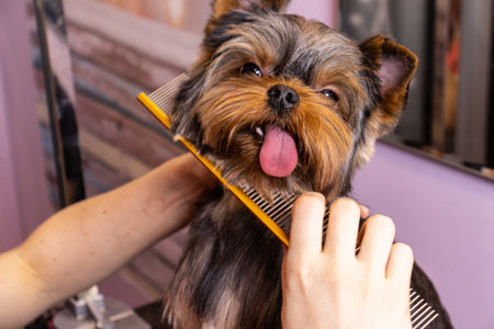A groomer cuts a Yorkshire terrier and looks in the mirror in the grooming salonの写真素材