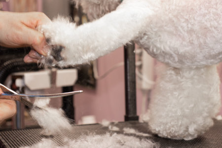 Haircut of a Bichon Frise breed dog in a beauty salon