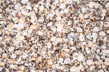 A background of multi-colored shells of different shapes, shades and origins. Birches of the warm sunny sea. Beautiful natural beach made of different types of shells. High quality photoの写真素材