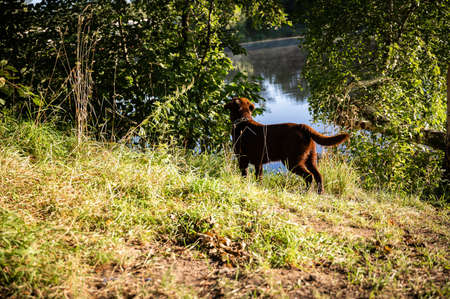 A brown young Labrodor looks for prey on the lake. The dog is hunting. The chocolate dog runs along the shore. In the meadow there is green grass, trees, bushes. The dog looks at the pond. Morning.の写真素材