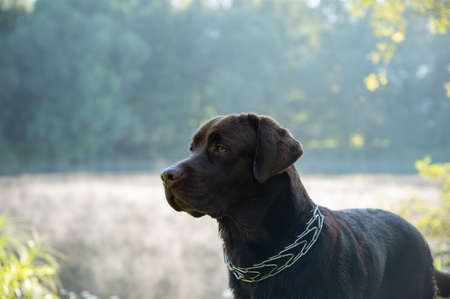 A beautiful chocolate lobrador sits and looks into the distance at the surface of the lake. Well-bred dog. Looks into the frame. around greenery, grass, trees. There is morning fog on the lake.の写真素材