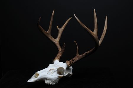 Skull 2の写真素材