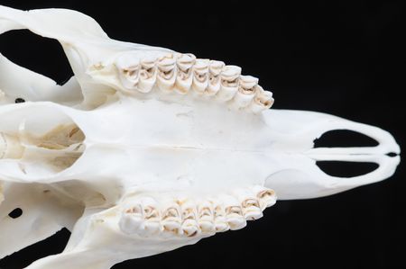 Skull 4の写真素材