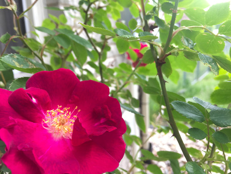 Hot Pink Roseの写真素材