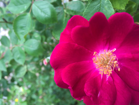 Hot Pink Rose Close Up On Rightの写真素材