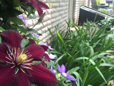 Close Up of Clematis Flowerの写真素材