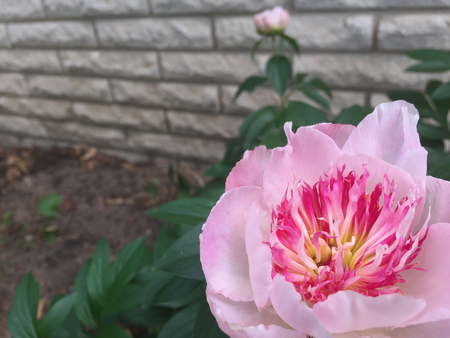 Pink Peonyの写真素材