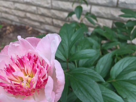 Beautiful pink peony with blurred backgroundの写真素材
