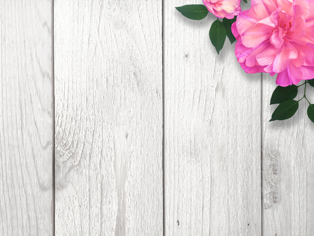 Bright Pink Single Flower Borderの写真素材