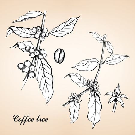 Berries, leaves, shoots and grains of coffee or Coffee shrub and fruits, vintage engraving. Vintage engraved illustration of Coffee, seed, fruit and flower.のイラスト素材