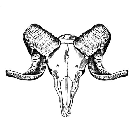 Illustration with goat skull. Hand drawn. Vectorのイラスト素材