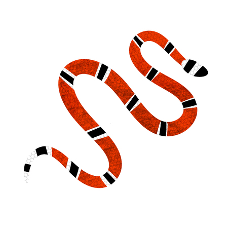 Lampropeltis triangulum vector, red snake reptile on white background.のイラスト素材