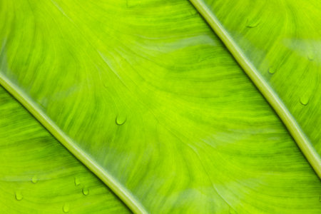 Absract texture fresh bright green leaf background in nature.