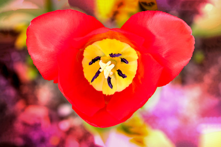 Romantic tulip in shape of a heart.の写真素材