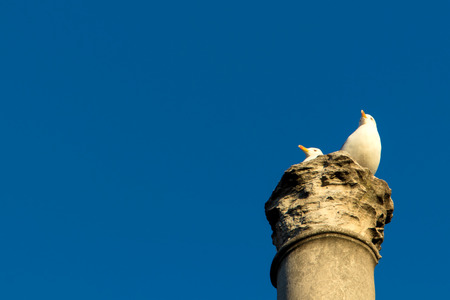 Portrait of a seagulls sitting on an ancient roman column.の写真素材