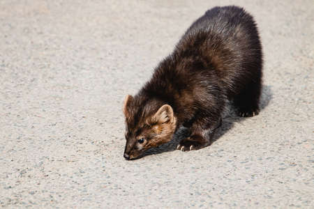 Young sable in the wood on the road.の写真素材