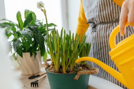 cropped view of woman watering daffodils in pot at homeの写真素材