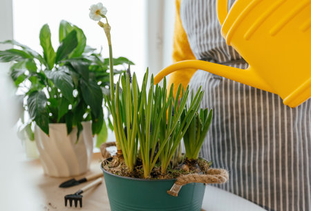 Close up of woman watering plants with yellow watering can on table at homeの写真素材