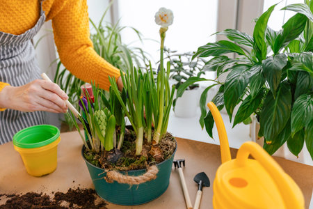 Woman transplanting hyacinths into a new pot at homeの写真素材