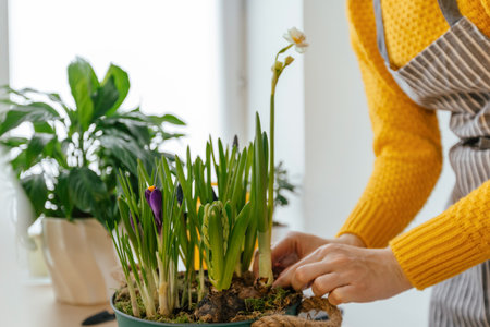 cropped shot of woman in yellow sweater planting hyacinths in potの写真素材