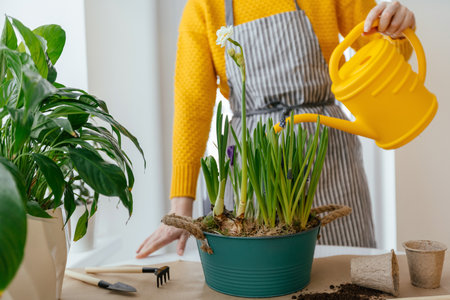 cropped shot of woman watering hyacinths and narcissus in pot at homeの写真素材
