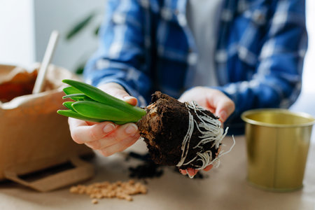 cropped shot of woman holding hyacinth with soil in hands. springtime. Concept of indoor garden home.の写真素材
