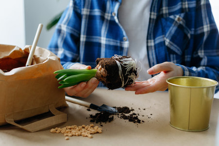 Woman transplanting hyacinth into a new pot at home.の写真素材