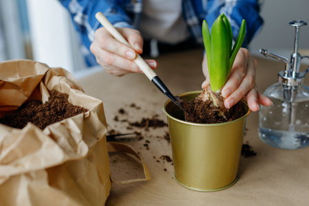Woman transplanting hyacinth into a new pot. home gardening.の写真素材
