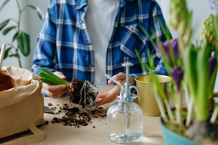 Young woman transplanting hyacinths into a new pot.の写真素材