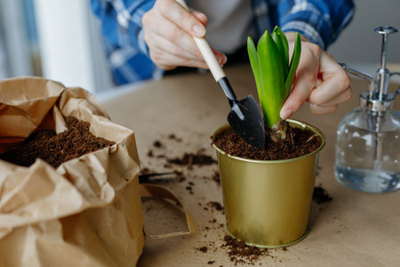 Close-up of female hands transplanting hyacinth into a new potの写真素材