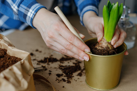 Hands of woman transplanting hyacinth into a new potの写真素材