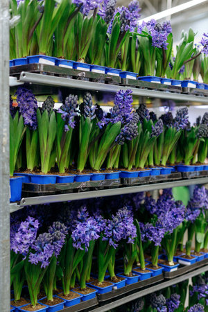 Colorful hyacinths in plastic boxes on shelves in supermarketの写真素材