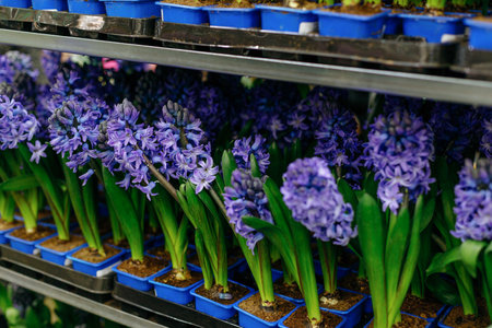 Group of blue hyacinths in flower shopの写真素材