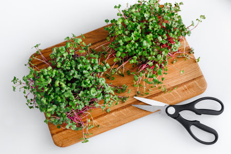 Microgreens on a cutting board with scissors on a white backgroundの写真素材