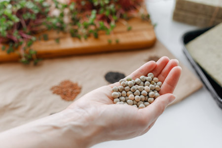 Female hand holding pea seeds for growing microgreens at homeの写真素材