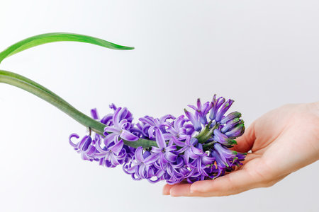 Purple hyacinth in a woman's hand on a white backgroundの写真素材