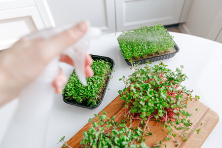 Spraying microgreens. Spraying microgreens on the kitchen table.の写真素材
