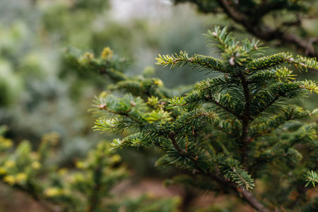 spruce tree branch close up in forest with blur background and green foliageの写真素材