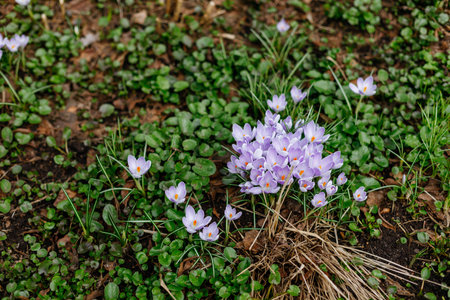 Purple crocuses blooming in early spring in the gardenの写真素材